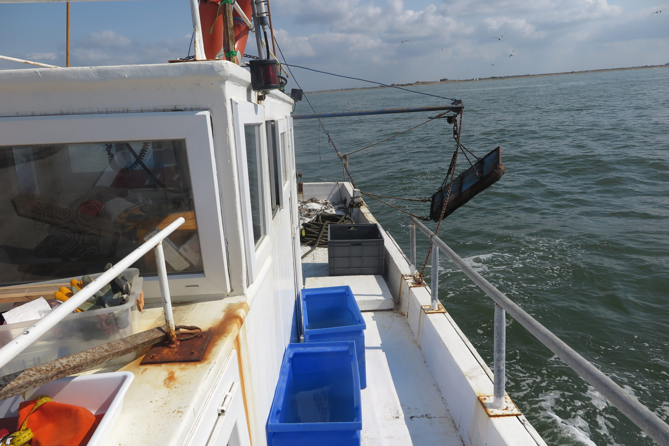 Kemane_Baligi_Projesi-01