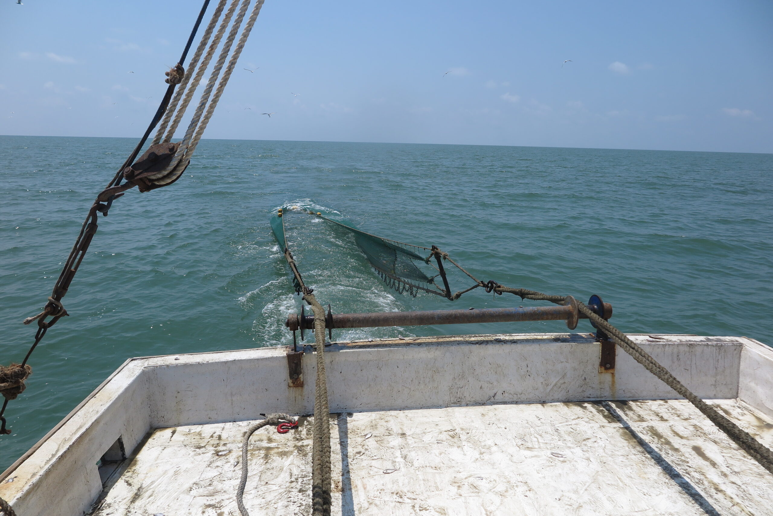 Kemane_Baligi_Projesi-02