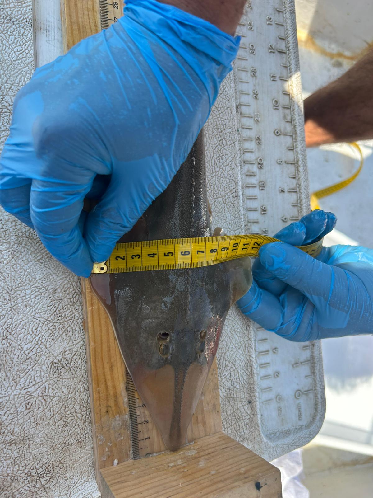 Kemane_Baligi_Projesi-03