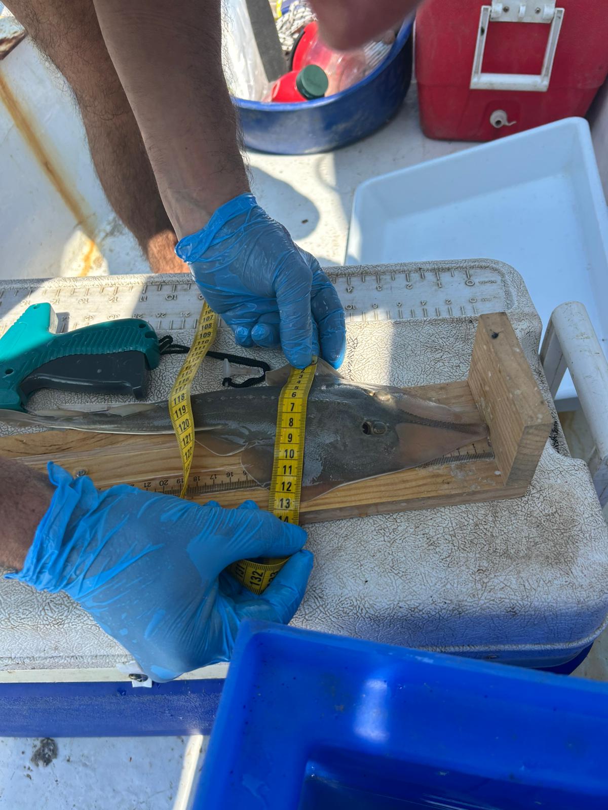 Kemane_Baligi_Projesi-04