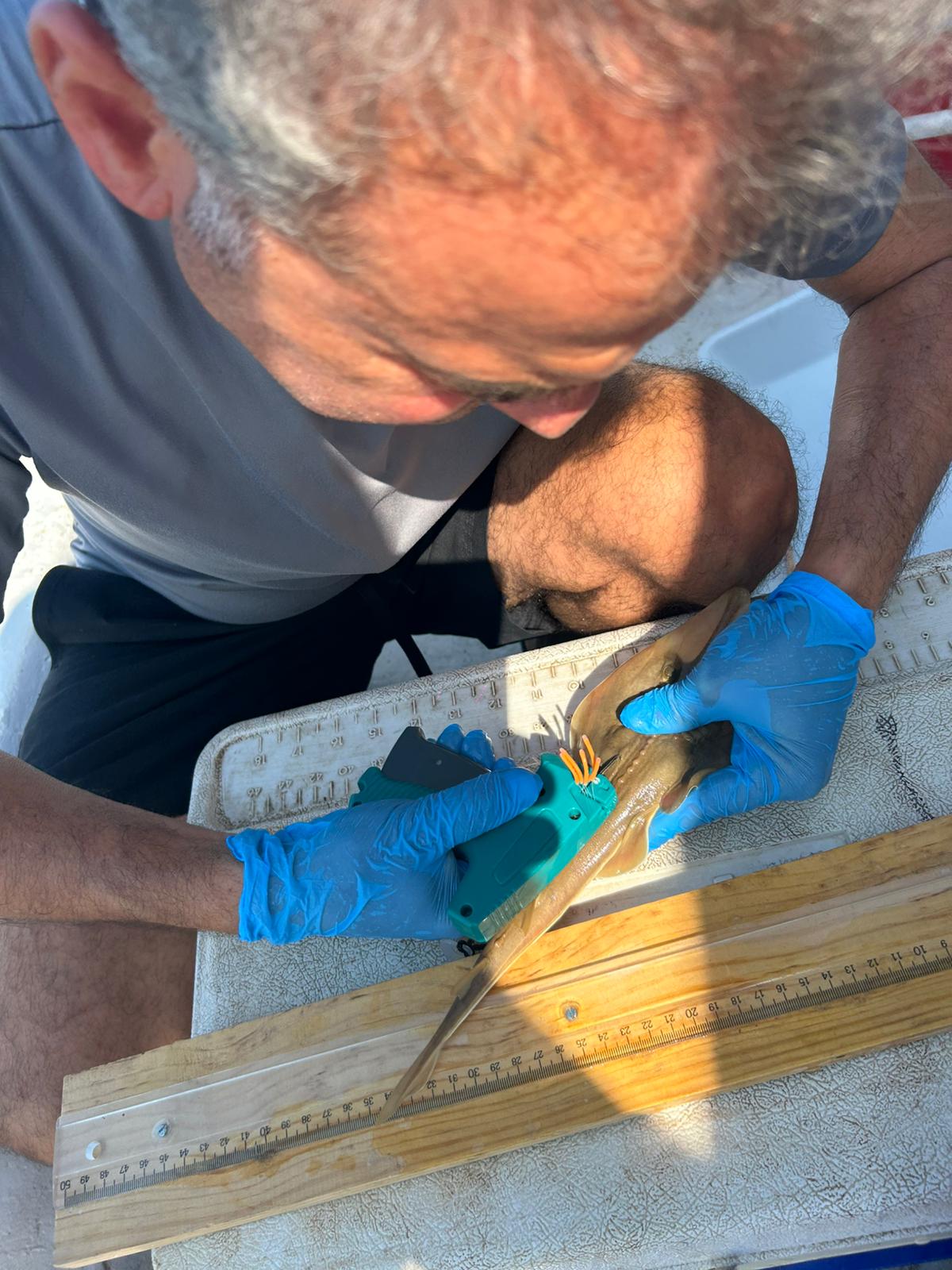 Kemane_Baligi_Projesi-05