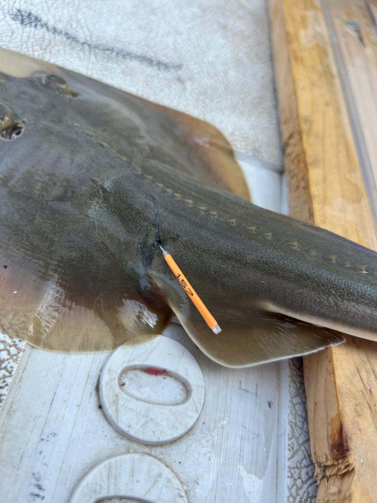 Kemane_Baligi_Projesi-06