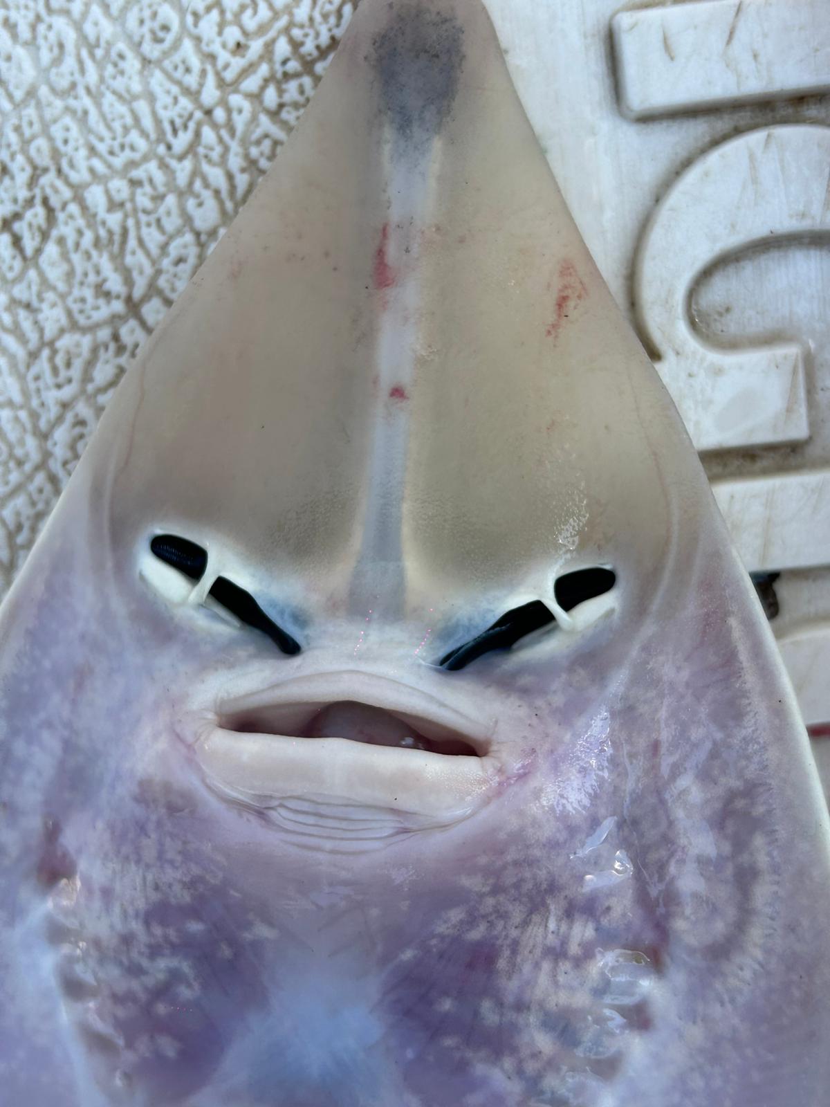 Kemane_Baligi_Projesi-12