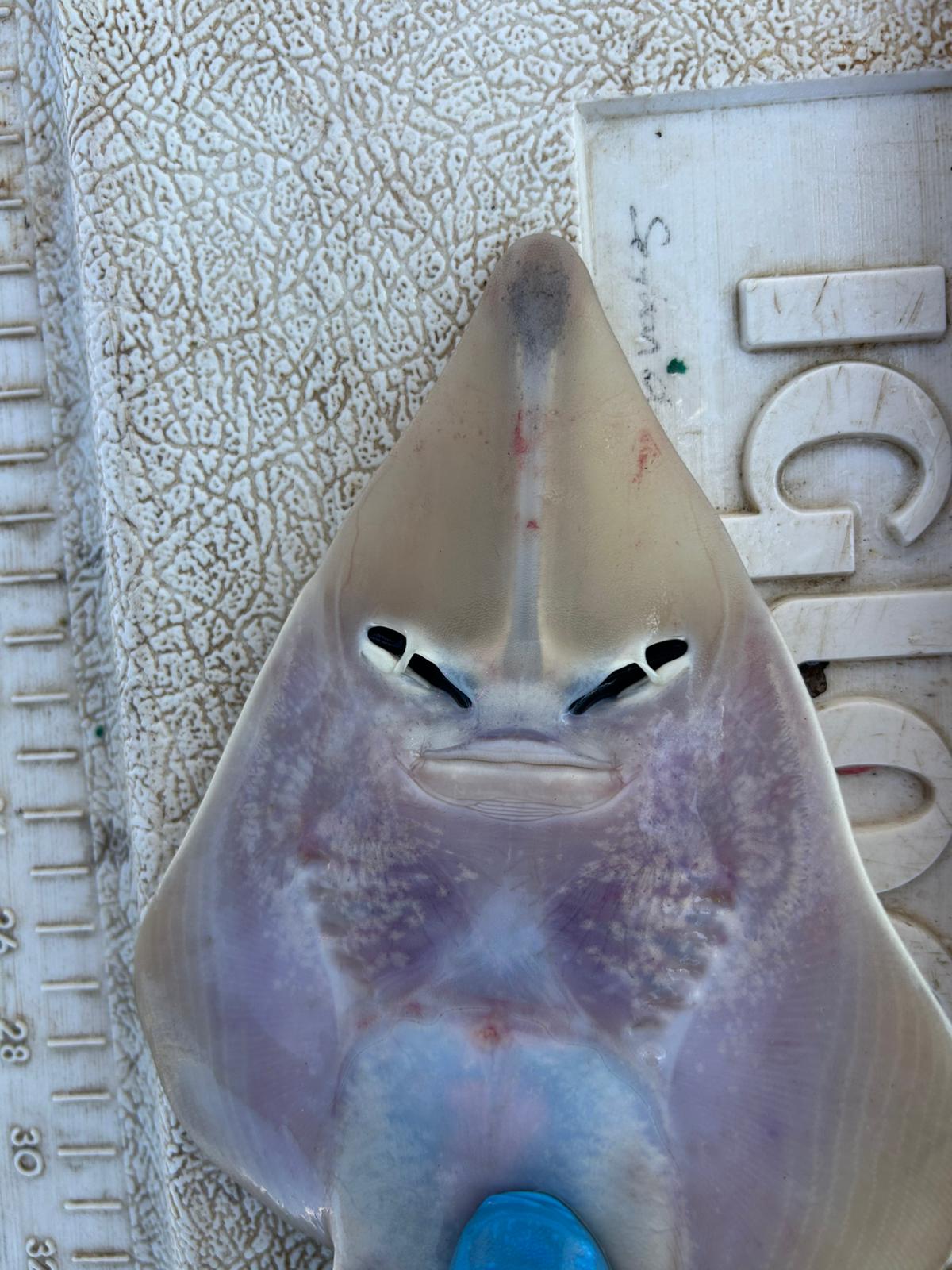 Kemane_Baligi_Projesi-13