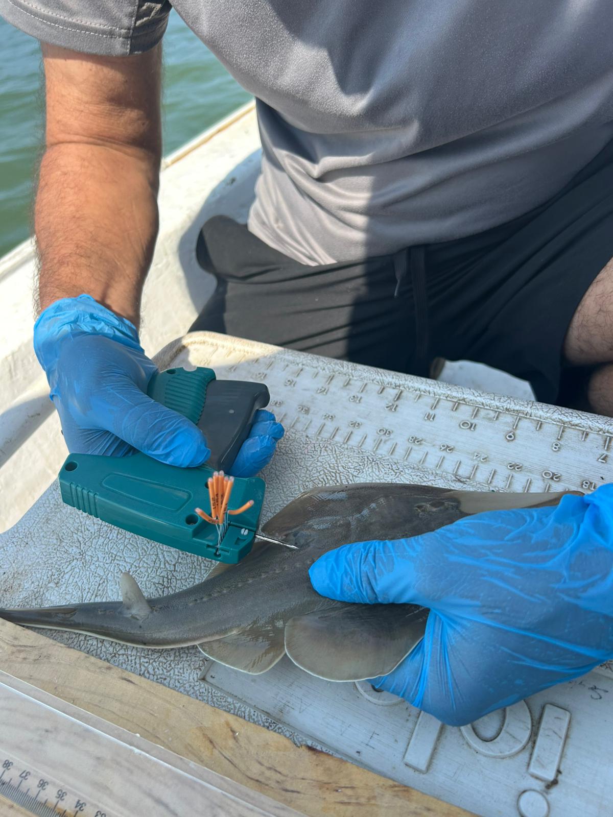 Kemane_Baligi_Projesi-16