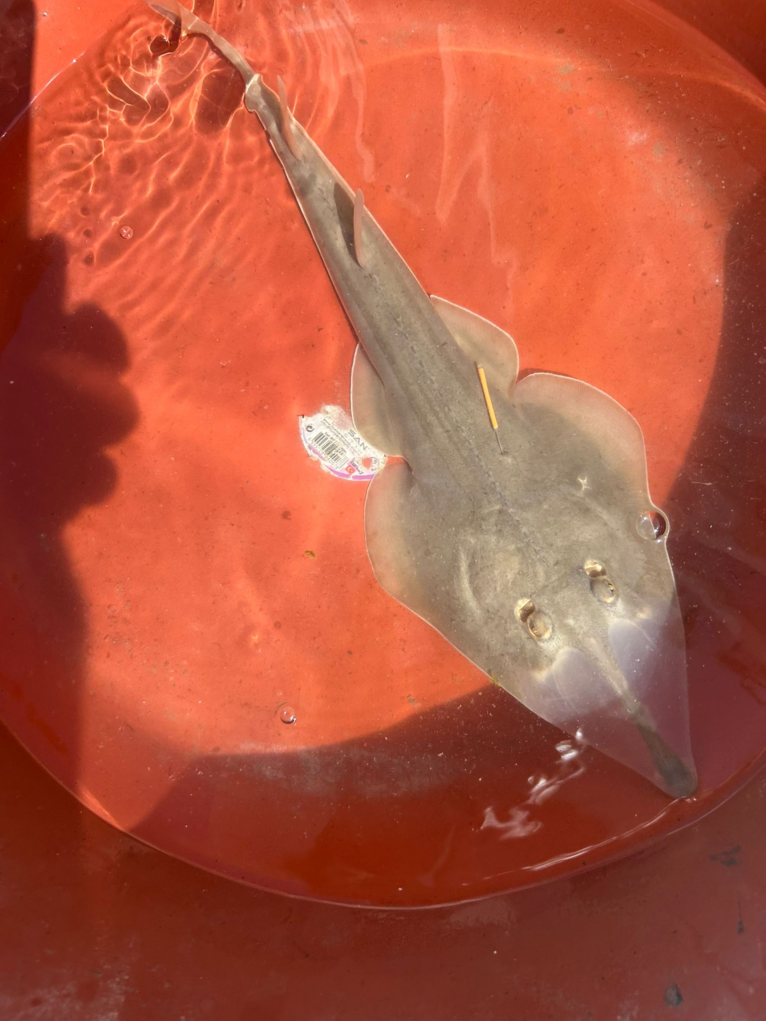 Kemane_Baligi_Projesi-20