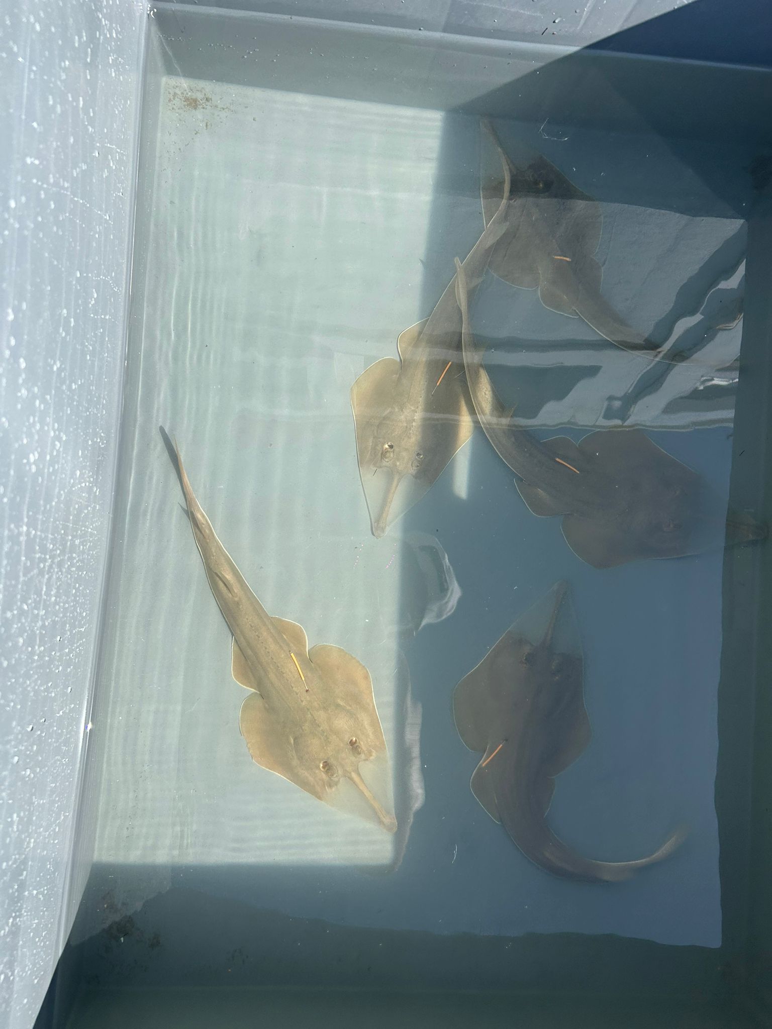 Kemane_Baligi_Projesi-21