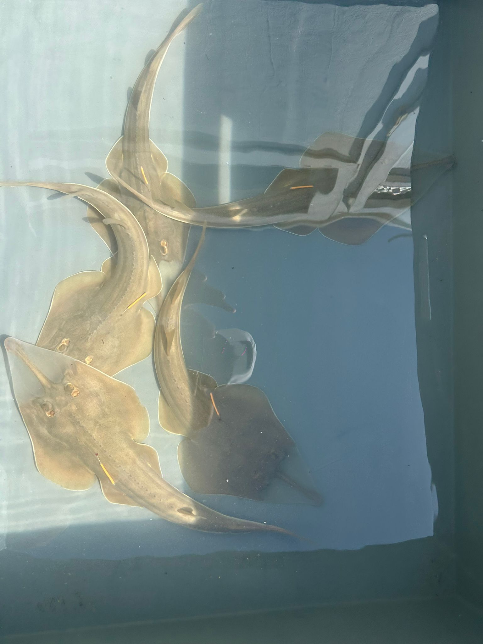 Kemane_Baligi_Projesi-22