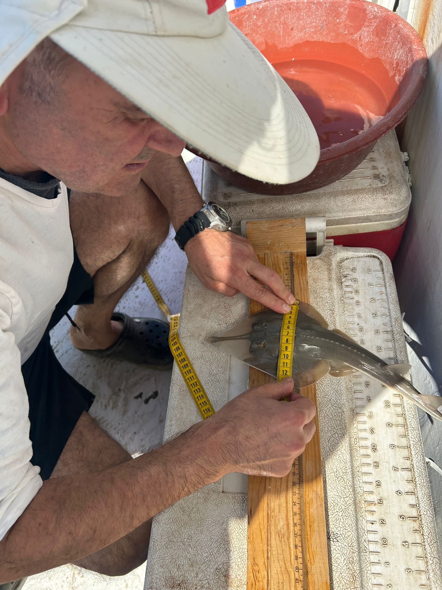 Kemane_Baligi_Projesi-23