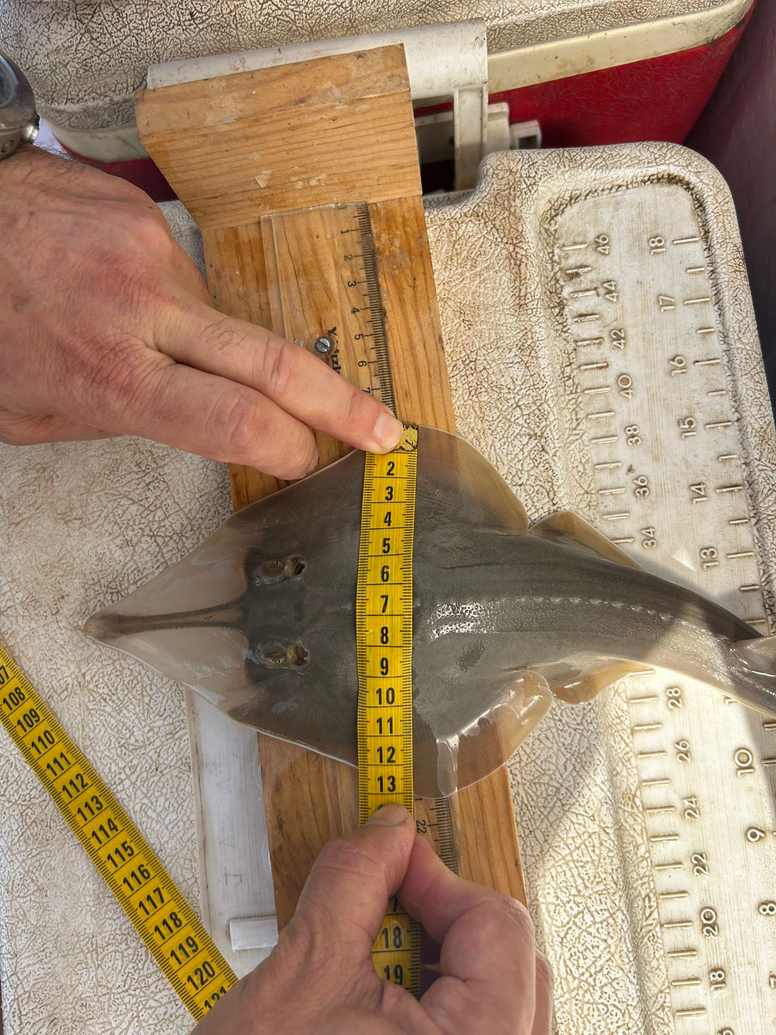 Kemane_Baligi_Projesi-24