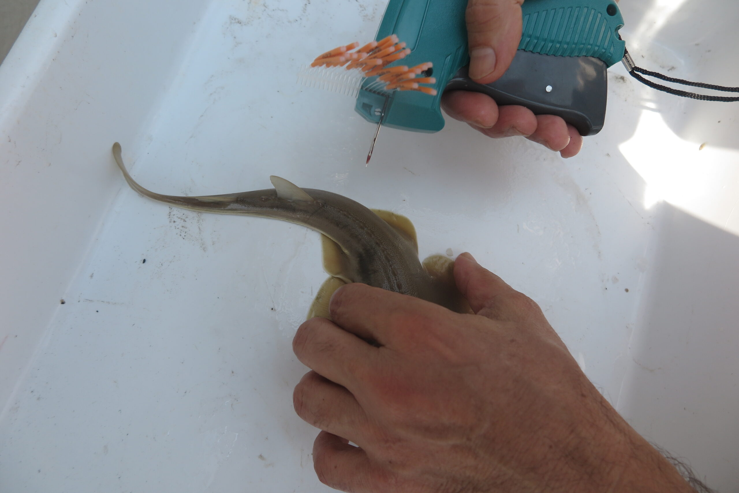 Kemane_Baligi_Projesi-28